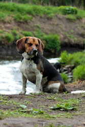 Hundebetreuung Friedrichshain 1